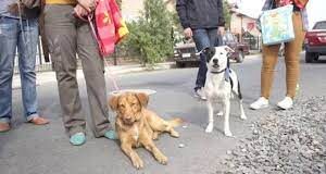 Castraciones y vacunaciones para mascotas en los barrios