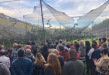 DOS DESTINOS BONAERENSES PARA DEGUSTAR KIWIS Y FRUTILLAS