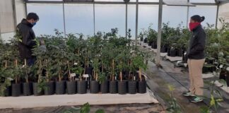 Se facilita la formalización para producir y comerciar material vegetal de propagación de la agricultura familiar