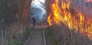 Incendio en cañaveral en el Parque Municipal