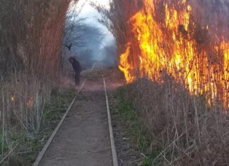 Incendio en cañaveral en el Parque Municipal