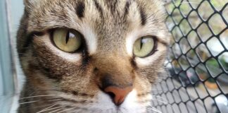 Cómo obtener el Certificado Veterinario Internacional para viajar con mascotas al exterior