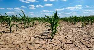 Kicillof prorrogó la emergencia agropecuaria en Mercedes
