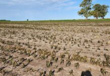 Los créditos especiales para productores afectados por la sequía ya superaron los $5.000 millones