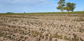 Los créditos especiales para productores afectados por la sequía ya superaron los $5.000 millones