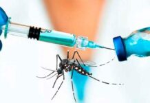 Vacunas contra el dengue en Argentina: cuáles son las avaladas y cuál está en estudio