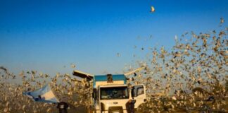 Espectacular suelta de 7000 palomas mensajeras en la Sociedad Rural, este sábado