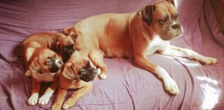 Mascotas: Aspectos en la documentación que se deberán atender al viajar a la Argentina