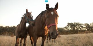 Medidas sanitarias de contención y control ante brotes de Encefalomielitis Equinas
