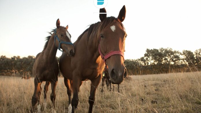 Equino 1