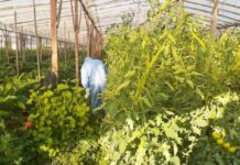 Virus Rugoso del Tomate: Monitoreos preventivos en plantaciones hortícolas bonaerenses