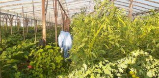 Virus Rugoso del Tomate: Monitoreos preventivos en plantaciones hortícolas bonaerenses