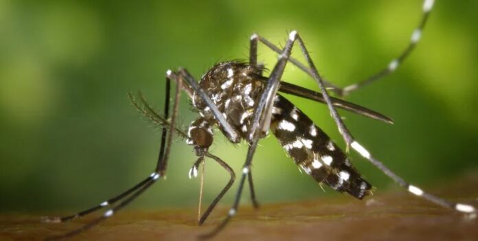 DENGUE