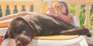 Nueve cuidados para prevenir los golpes de calor en perros y gatos