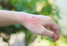 En plena invasión de mosquitos, ¿cómo distinguir al transmisor de la encefalitis equina?