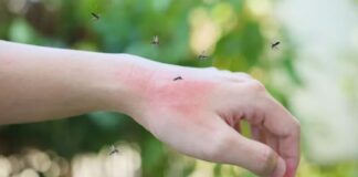 En plena invasión de mosquitos, ¿cómo distinguir al transmisor de la encefalitis equina?