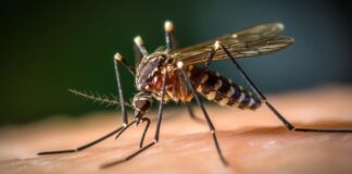 Brote de dengue en Argentina: ya son 79 muertes y más de 120 mil casos
