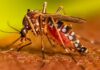 Brote histórico de Dengue en Argentina