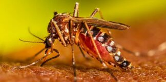 Brote histórico de Dengue en Argentina
