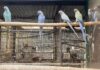 AVES DE PRESA: LA PFA DESARTICULÓ UNA ORGANIZACIÓN CRIMINAL QUE COMERCIALIZABA AVES EXÓTICAS Y AUTÓCTONAS VALUADAS EN CIENTOS DE DÓLARES