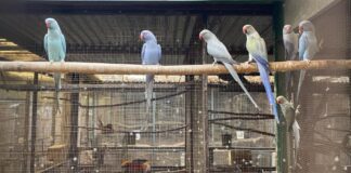AVES DE PRESA: LA PFA DESARTICULÓ UNA ORGANIZACIÓN CRIMINAL QUE COMERCIALIZABA AVES EXÓTICAS Y AUTÓCTONAS VALUADAS EN CIENTOS DE DÓLARES