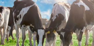 Mastellone Hnos. lanza talleres sobre Bienestar Animal para instituciones educativas