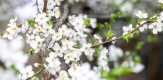 ¿Qué significado tiene la primavera y por qué se la conoce como «temporada de las flores»?