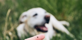 Nueva ola de calor: cuidado de las mascotas