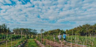 Turismo y reconocimiento: tres viñedos de Mercedes ingresan al catálogo «Vinos Buenos Aires»