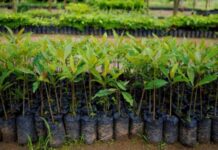 El Gobierno derogó norma que obligaba a los viveros a registrarse y rendir cuentas de su actividad