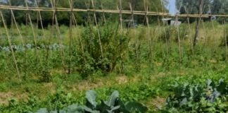 El Consejo Consultivo Agroecológico entregó los primeros certificados en Mercedes